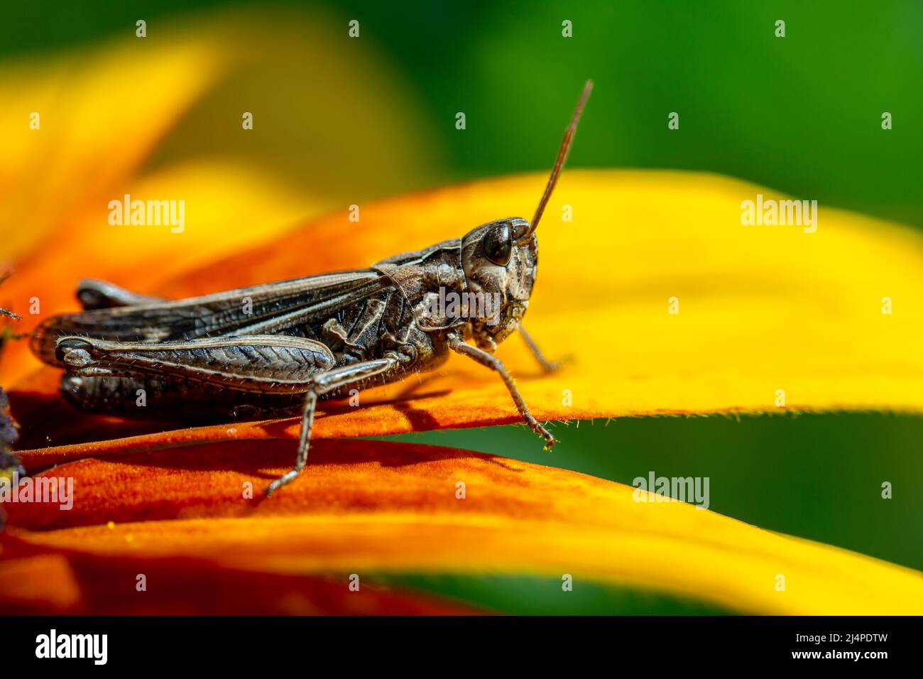 grasshopper ruht auf der Rudbeckia Blume im Garten Stockfoto