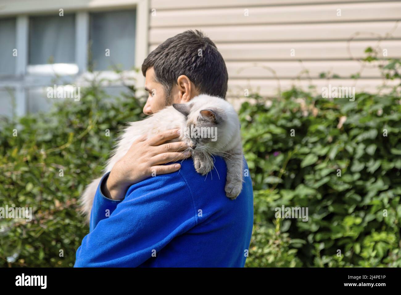 Sibirische Katze züchtet Neva Masquerade in den Händen des Besitzers Stockfoto
