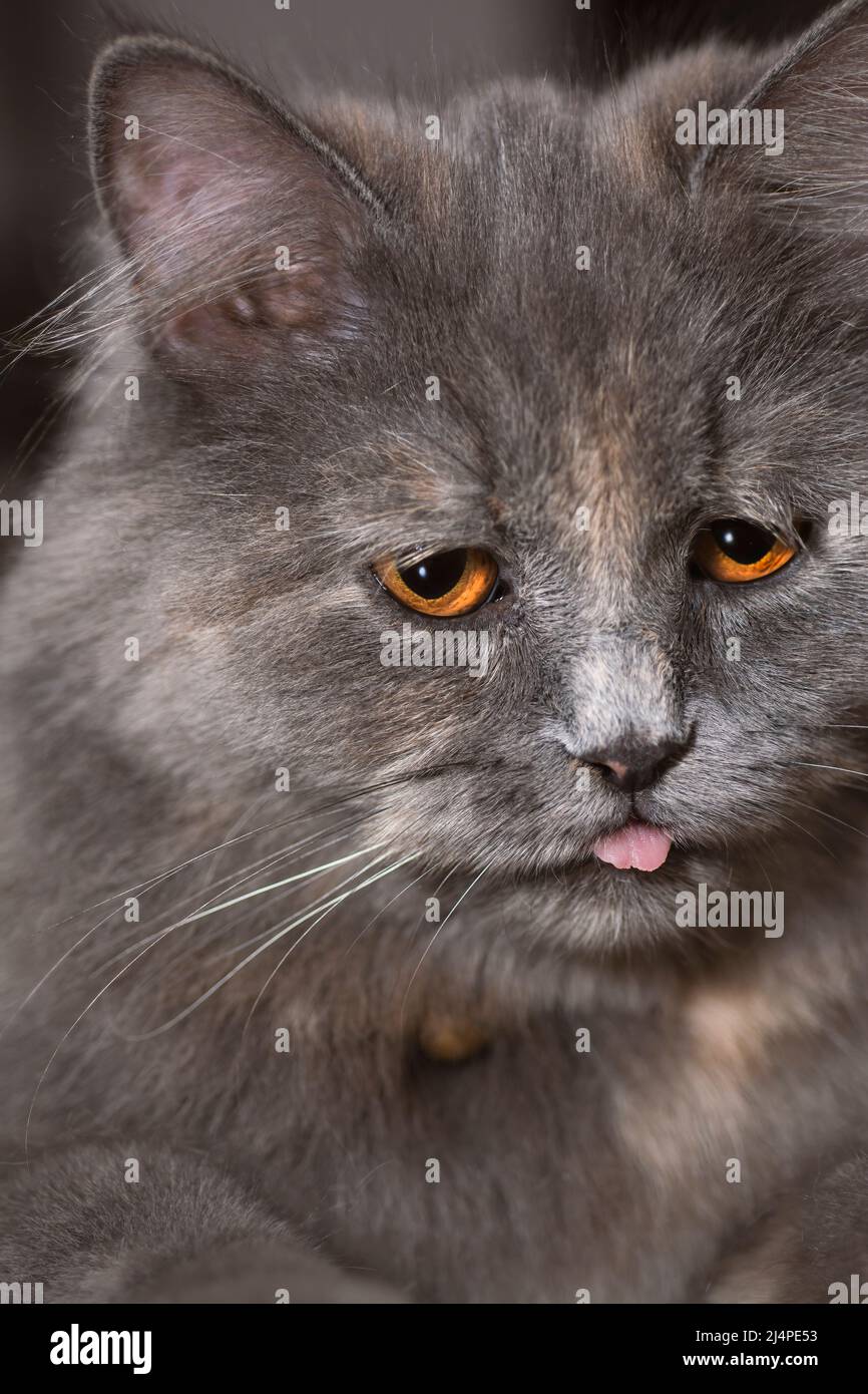 Porträt einer grauen Katze mit Zunge bereit für den Druck Stockfoto