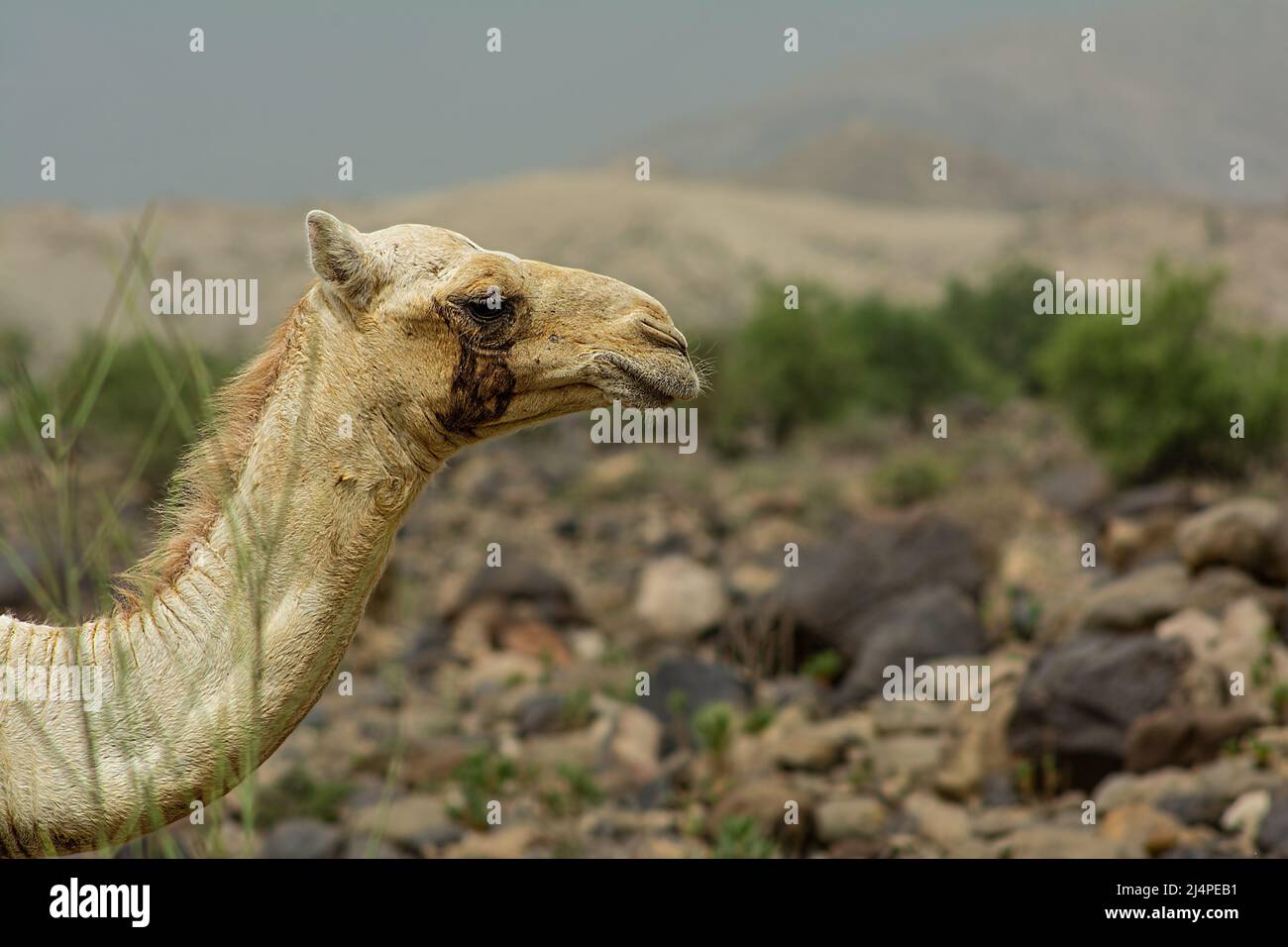 Porträt eines niedlichen Kamels mit Berg im Hintergrund Stockfoto