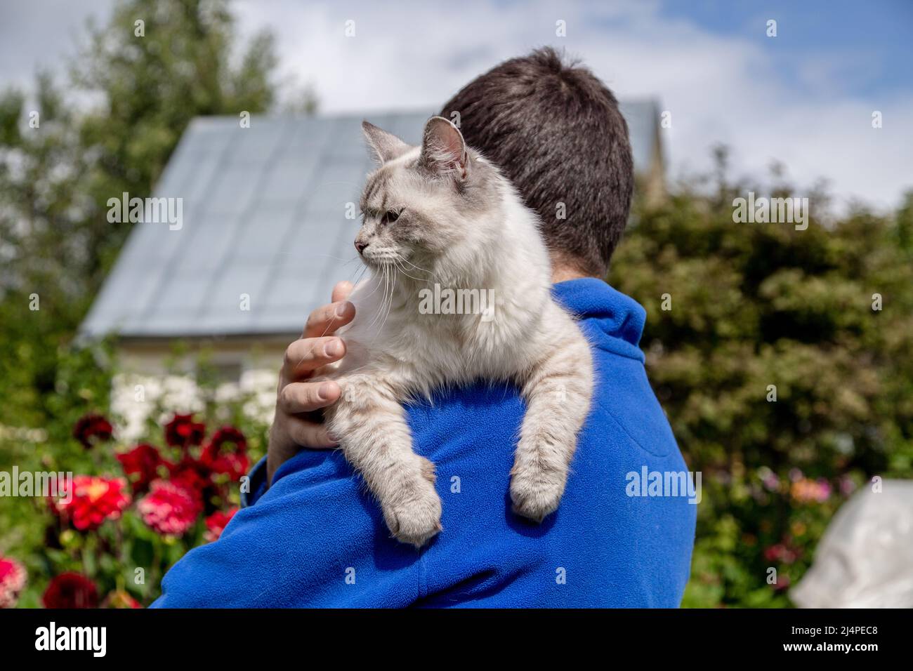 Sibirische Katze züchtet Neva Masquerade in den Händen des Besitzers Stockfoto