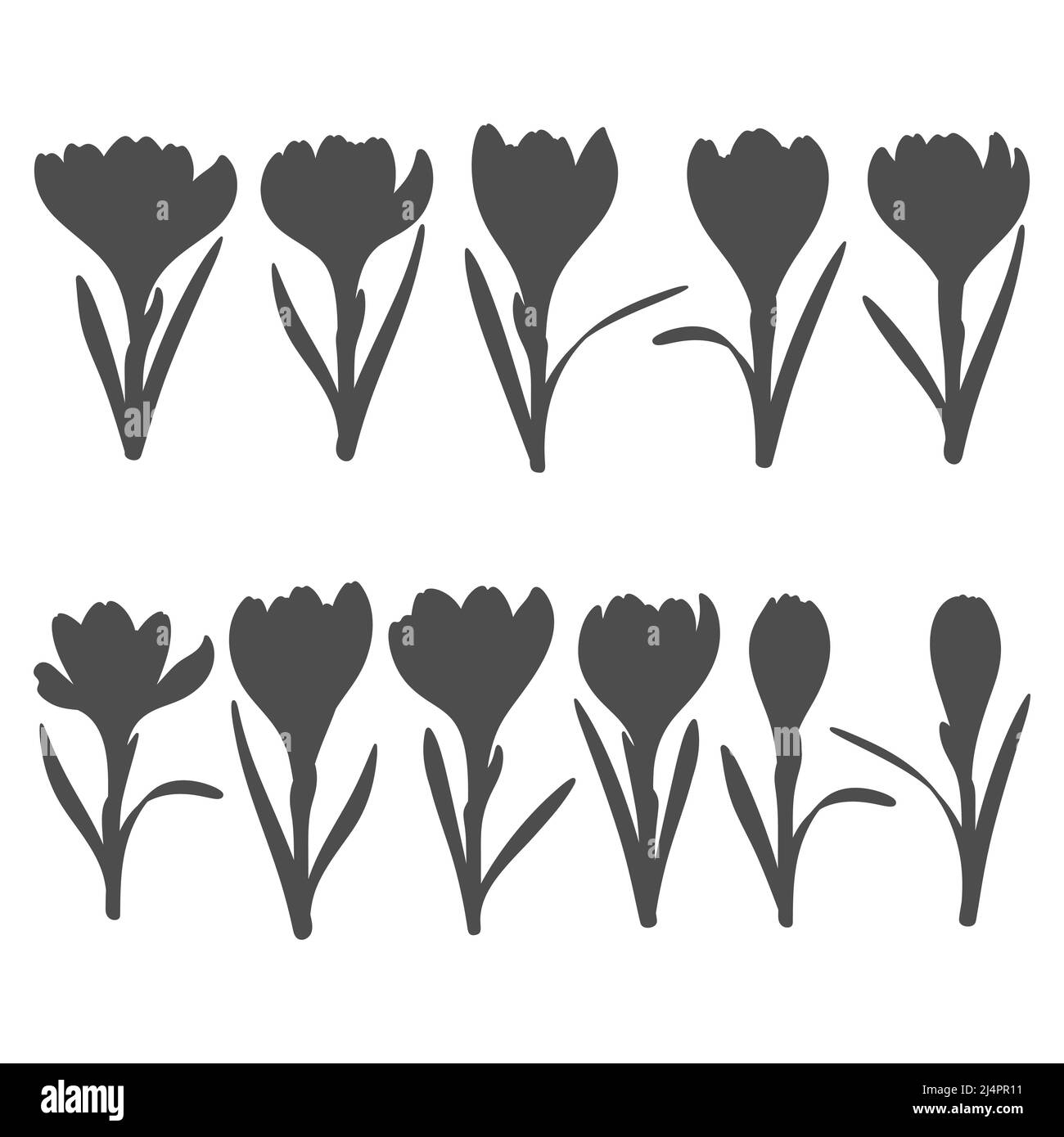 Set mit schwarzen und weißen Illustrationen mit Krokusblüten, Safran. Isolierte Vektorobjekte auf weißem Hintergrund. Stock Vektor