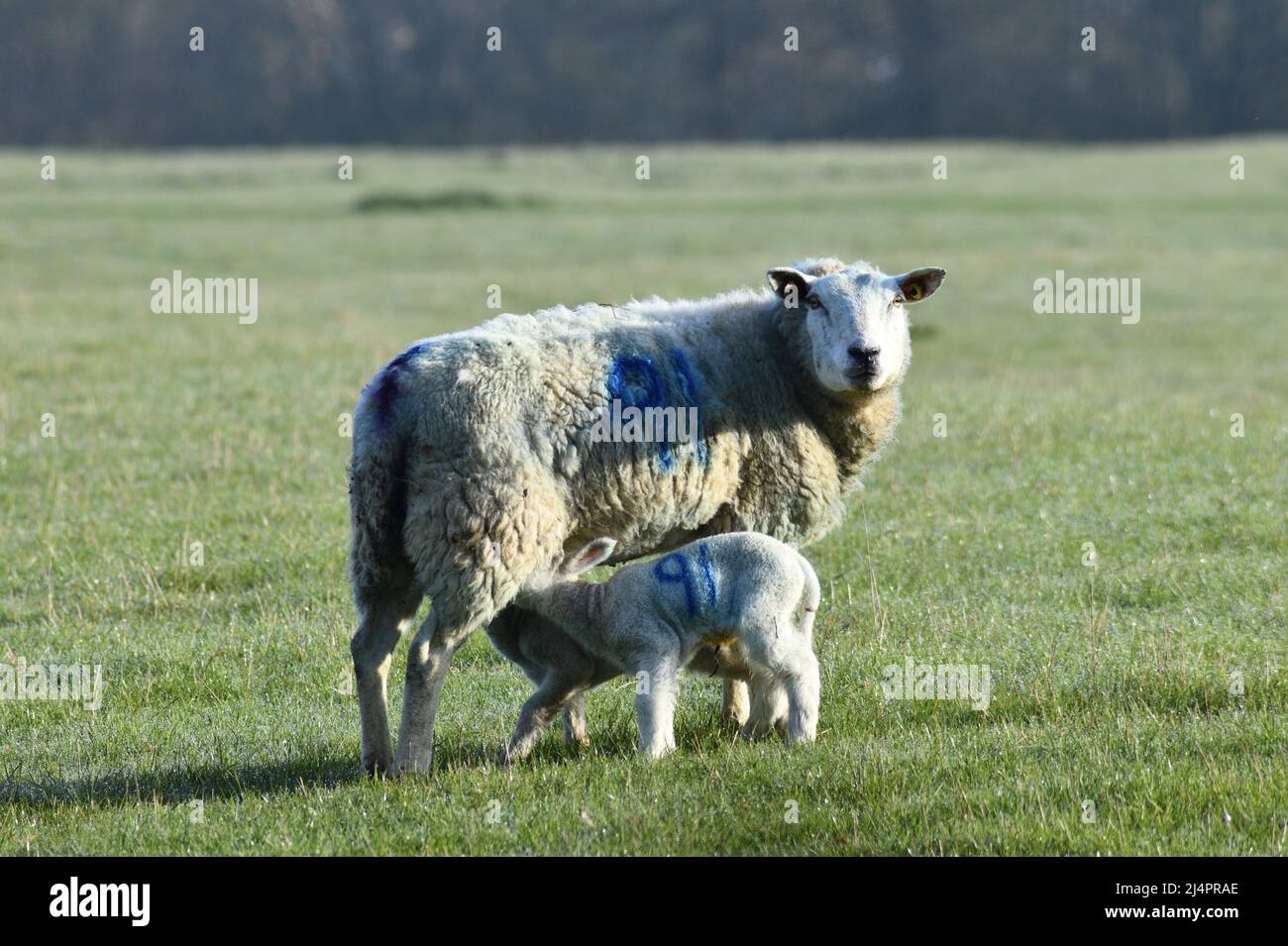 Lämmer Fütterung von Mutter Ewe Hook Norton Oxfordshire England großbritannien Stockfoto