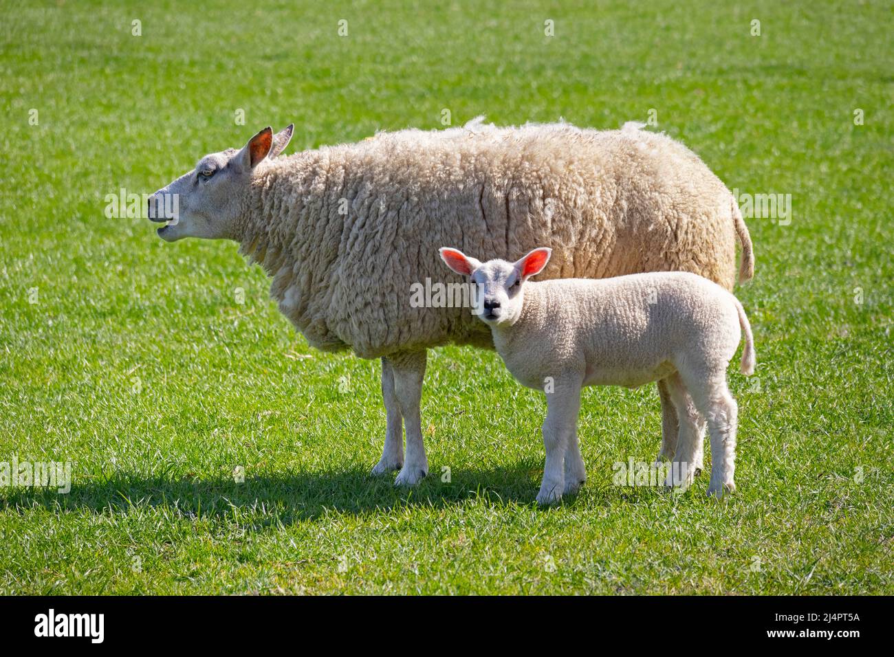 Mutterschafe und weißes flauschiges Lamm auf der Wiese Stockfoto