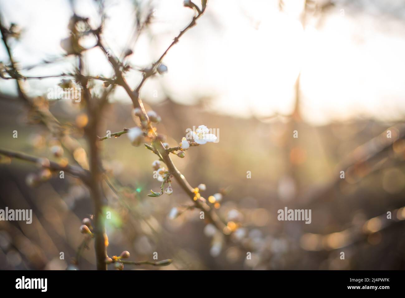 Blühender Baum in der Abendsonne Stockfoto
