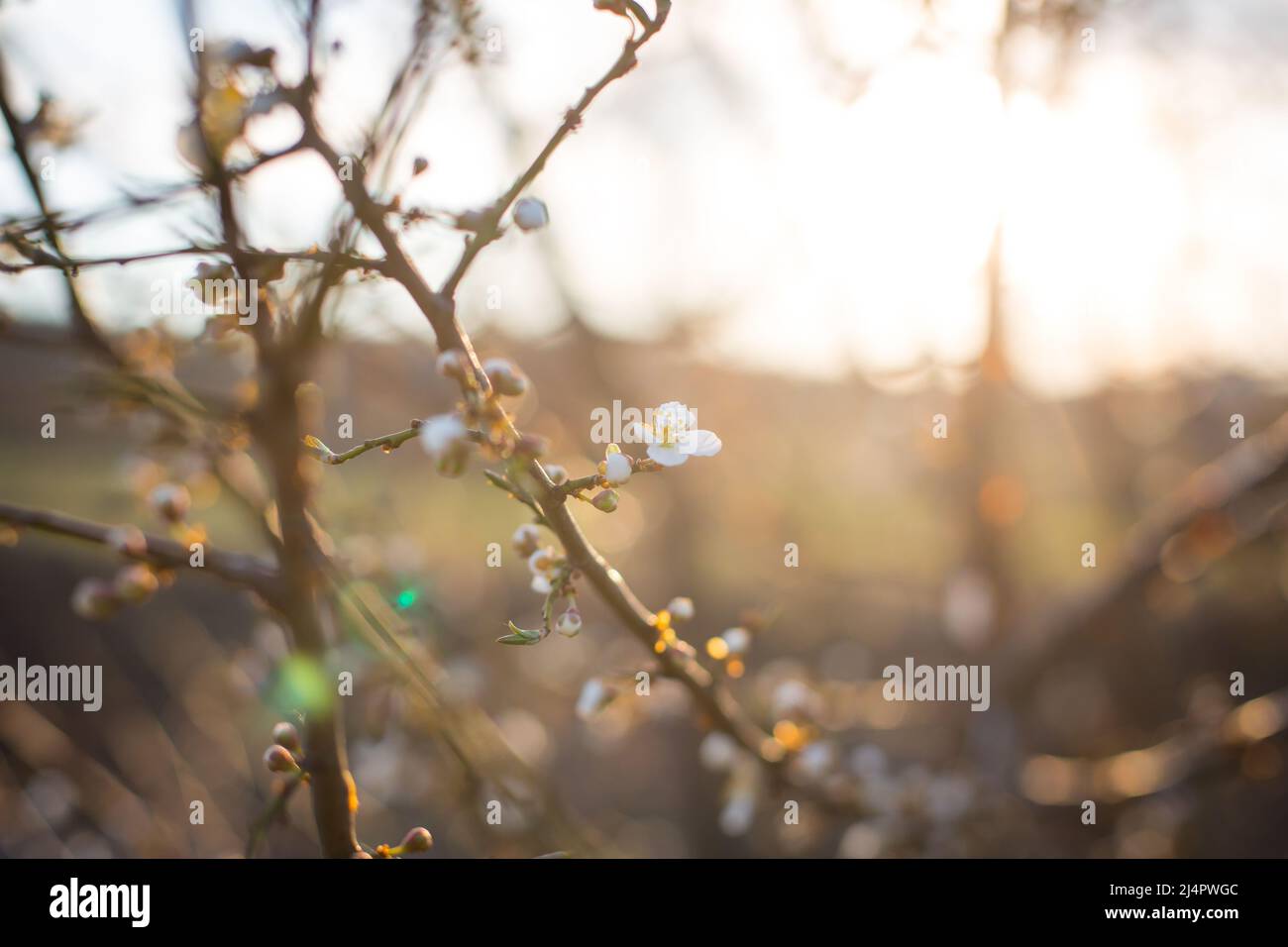 Blühender Baum in der Abendsonne Stockfoto