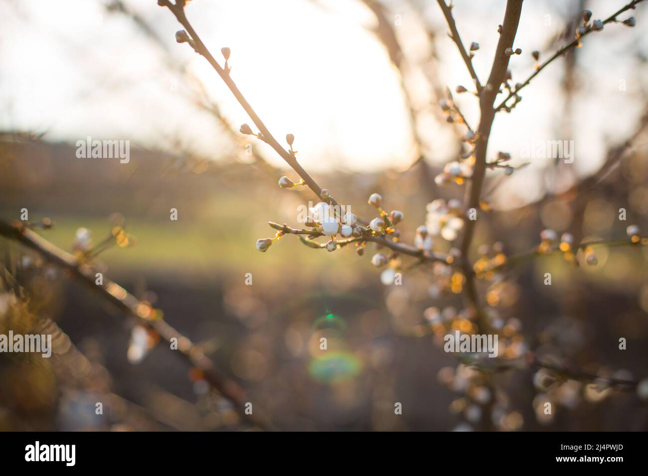 Blühender Baum in der Abendsonne Stockfoto