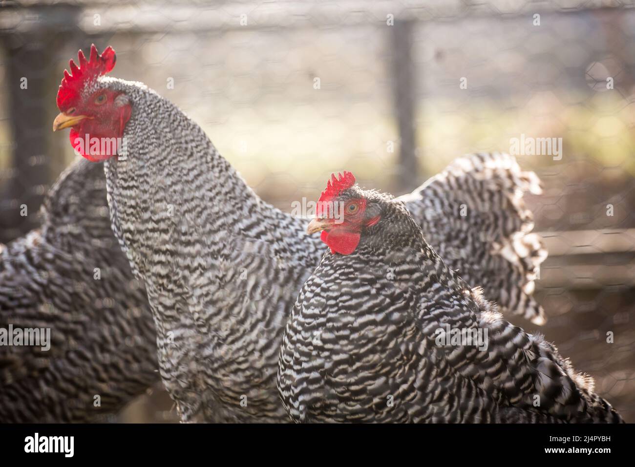 Amrock-Hühner Stockfoto