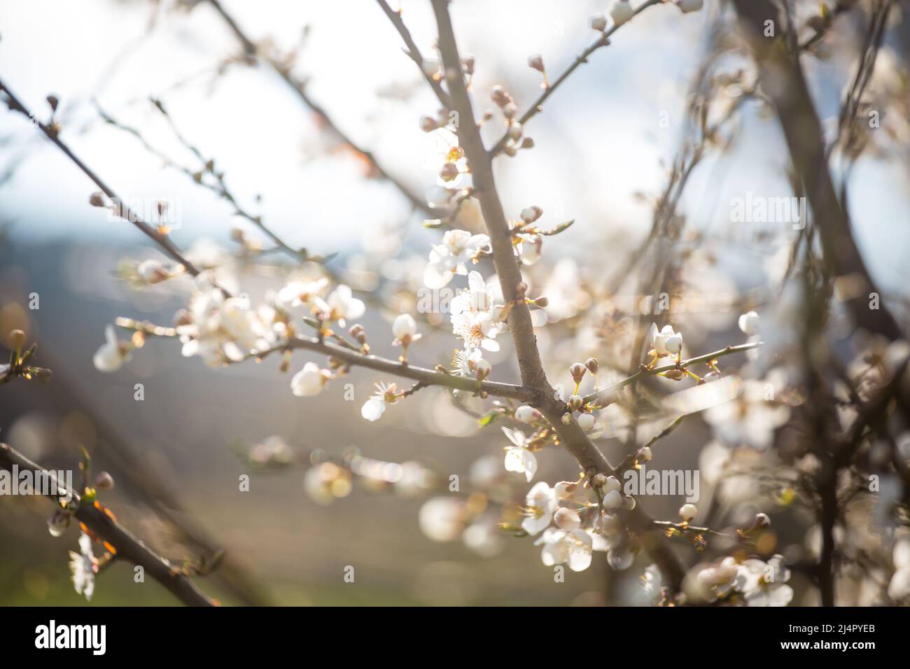 Blühender Baum in der Abendsonne Stockfoto