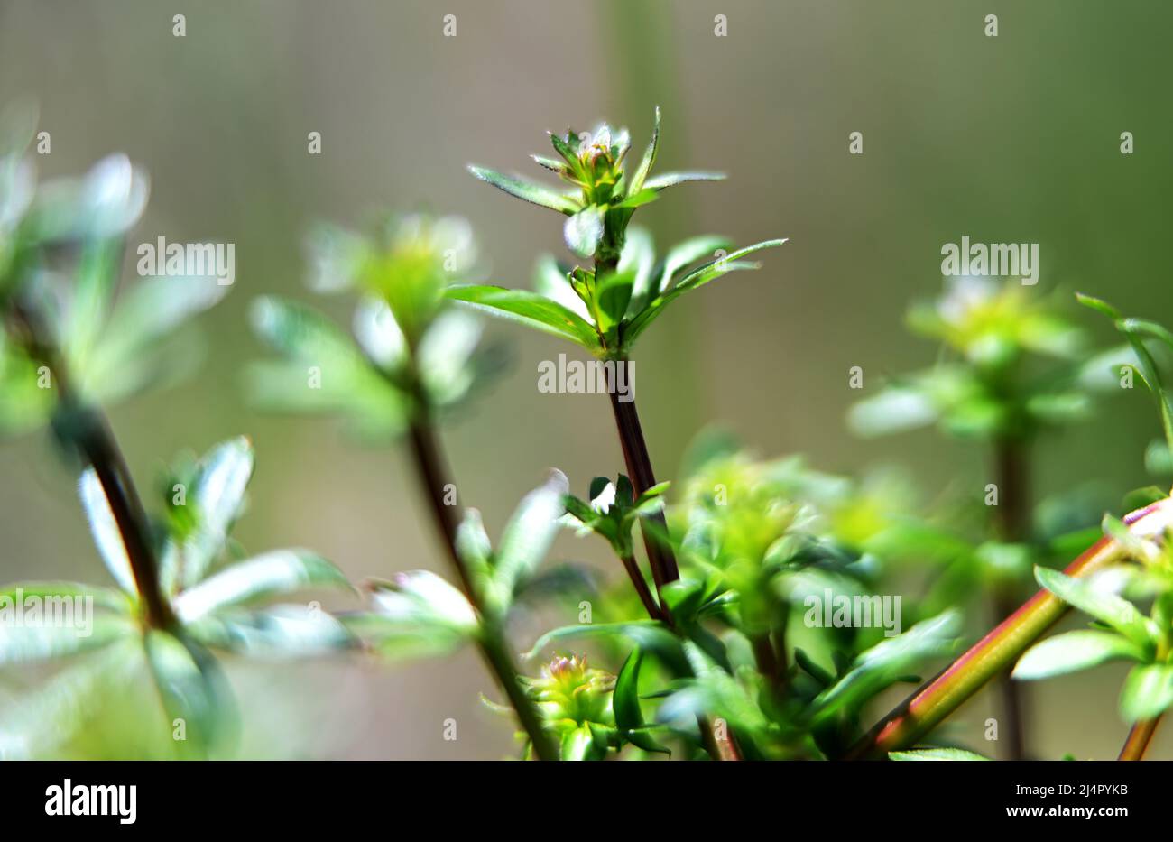 Makrofotografie von Pflanzen am sonnigen Frühlingstag Stockfoto Makrofotografie von Pflanzen am sonnigen Frühlingstag Stockfoto