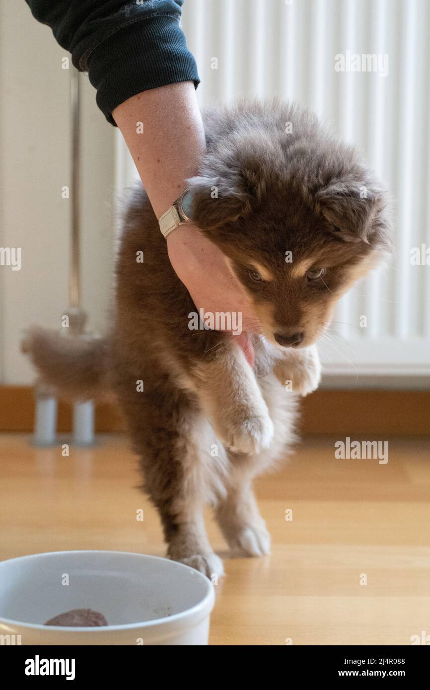 Porträt eines hungrigen finnischen Lapphund-Hundes und Welpens, der Nahrung sucht Stockfoto