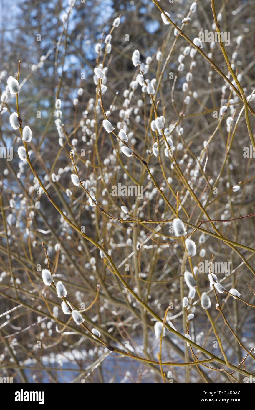 Flauschige Knospen auf Weidenzweigen im Hintergrund eines schönen Bokeh Stockfoto