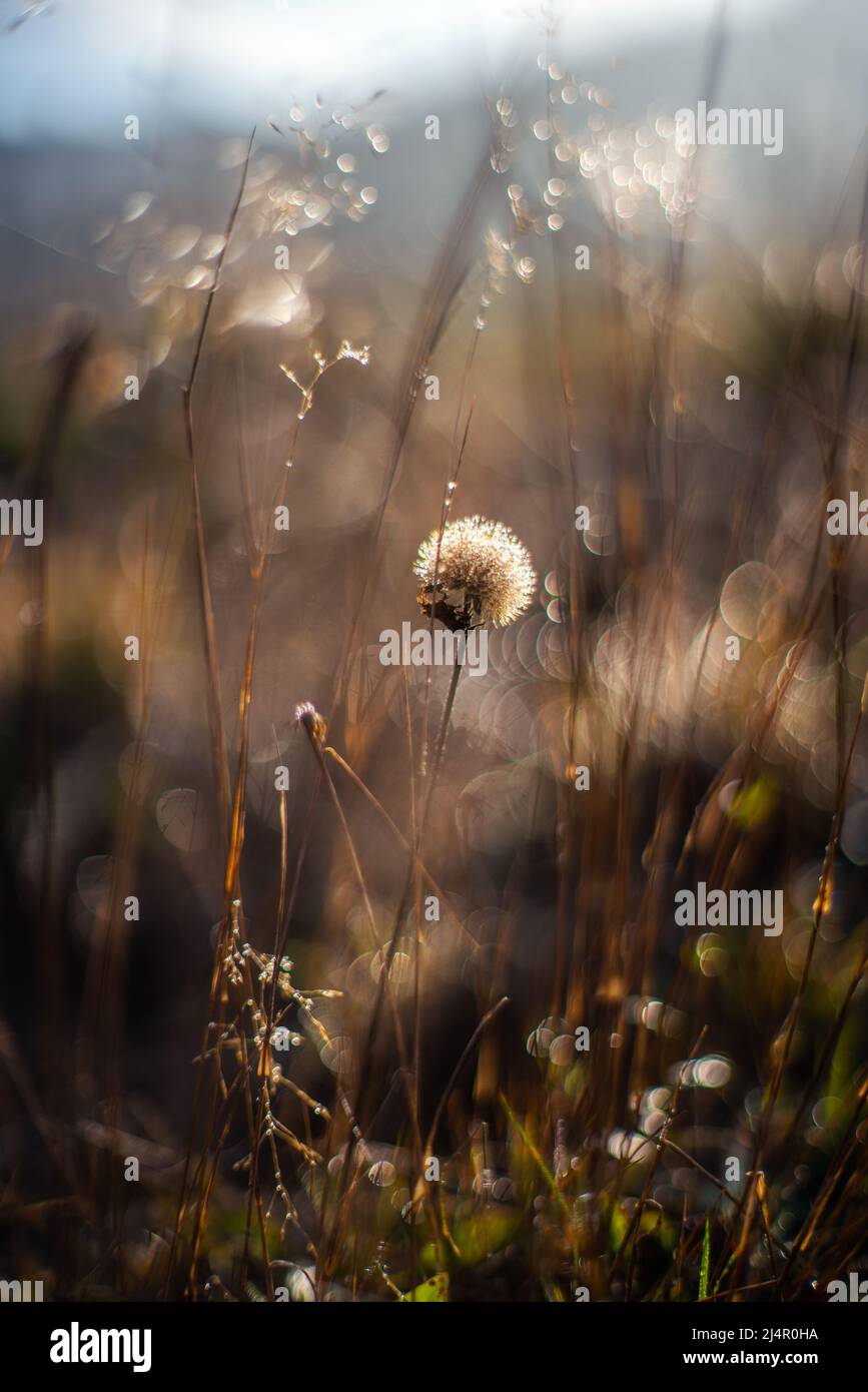 Getrocknete Wildblumen zusammen mit getrocknetem Gras und Stacheletts in Beige auf unscharfem Hintergrund Stockfoto