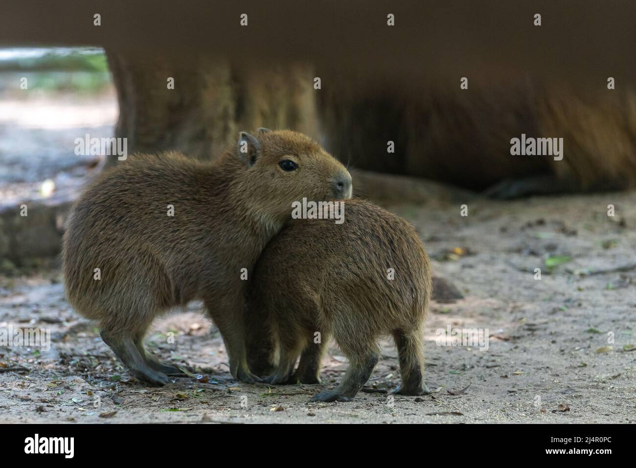 Zwei Nachkommen von Capybara, Capybara oder 'Capybara', einem amerikanischen Nagetier in einem natürlichen Zustand Stockfoto
