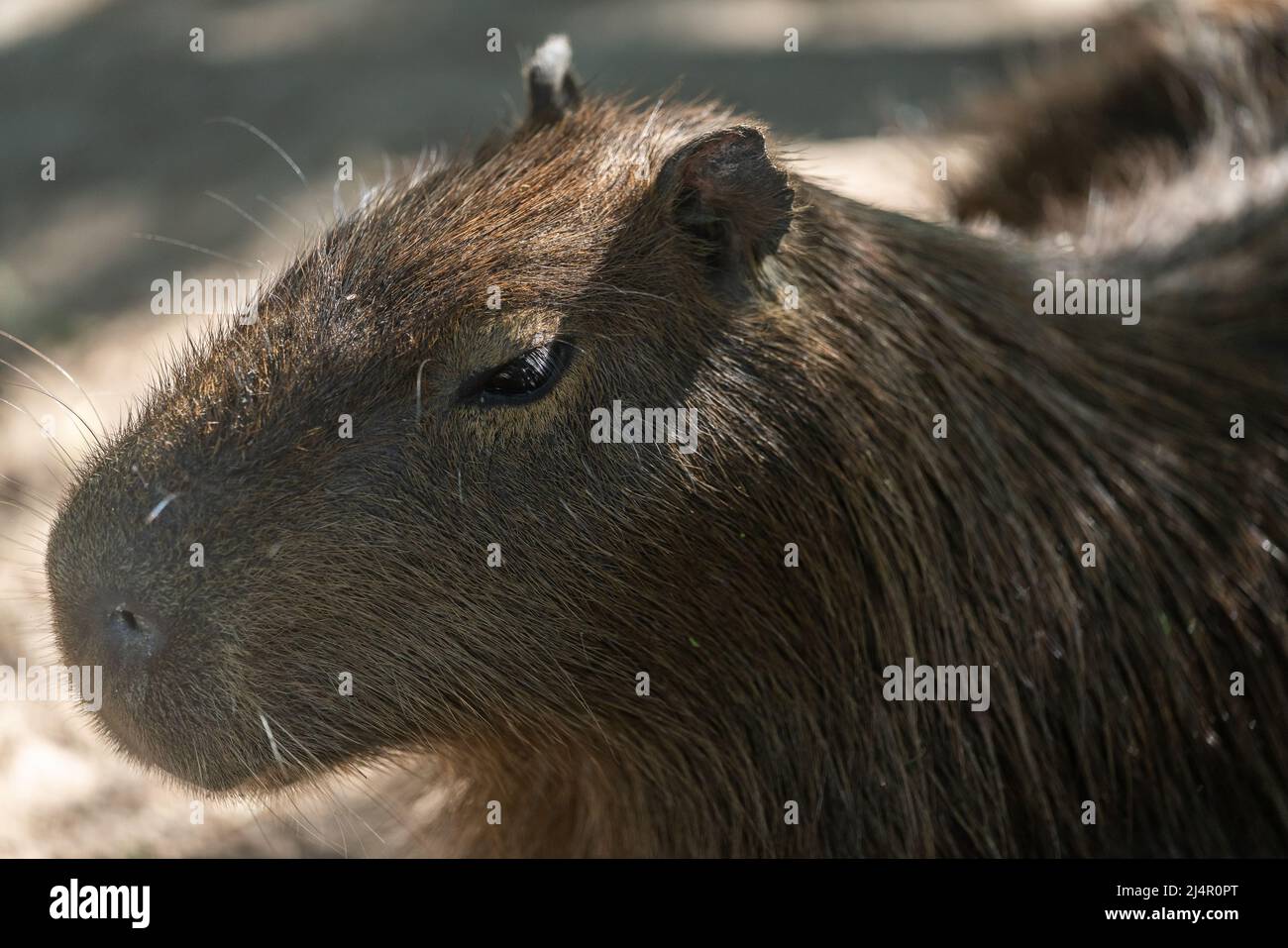 Capybara, Capybara oder 'Carpincho', amerikanisches Nagetier in seinem natürlichen Zustand Stockfoto