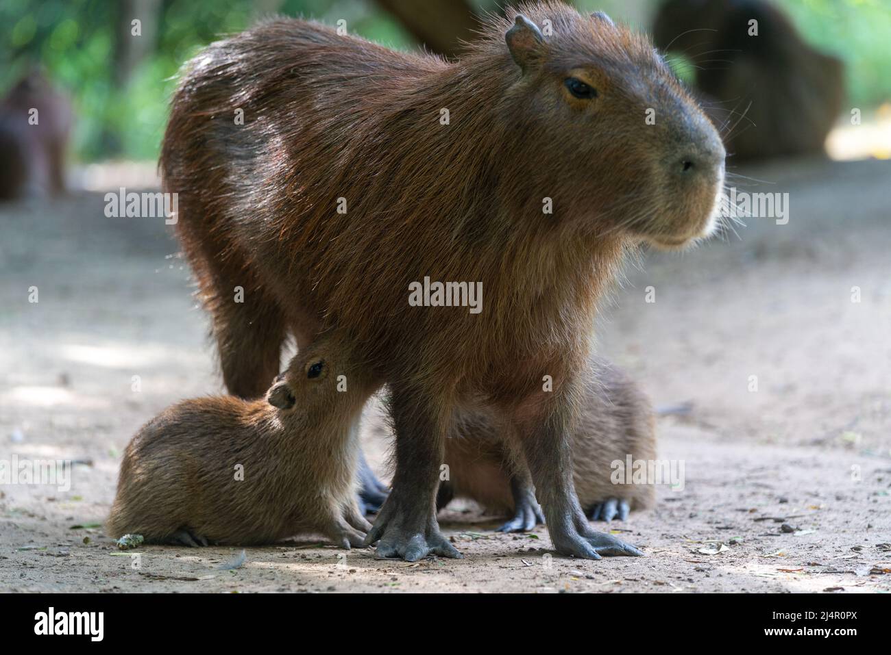 Capybara, Capybara oder „Capybara“, ein amerikanisches Nagetier in einem natürlichen Zustand, das seine Jungen stillt Stockfoto