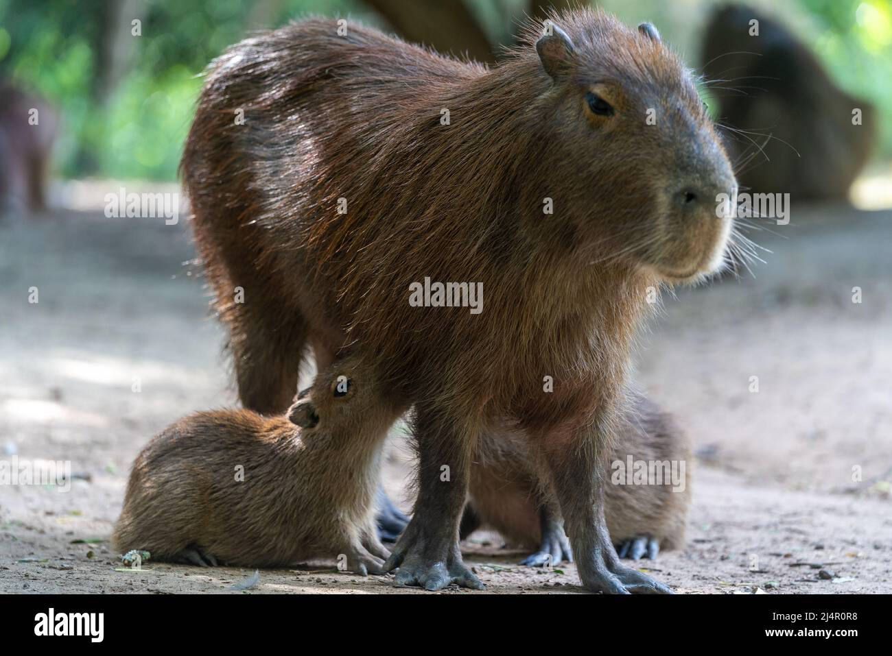 Capybara, Capybara oder „Capybara“, ein amerikanisches Nagetier in einem natürlichen Zustand, das seine Jungen stillt Stockfoto