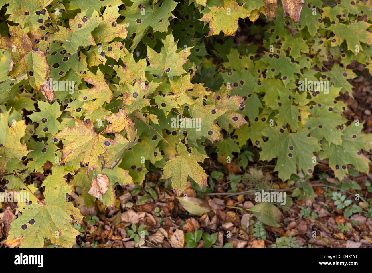 Viele Ahornblätter, die vom Erreger Rhytisma acerinum in Form von schwarzen Flecken betroffen sind Stockfoto