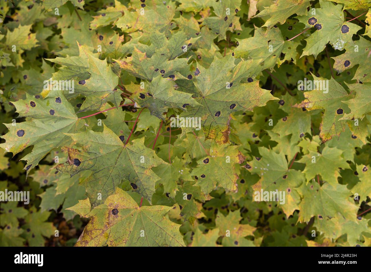 Grüne Ahornblätter, die mit Pilzen in Form von schwarzen Flecken infiziert sind, verfärben sich Stockfoto