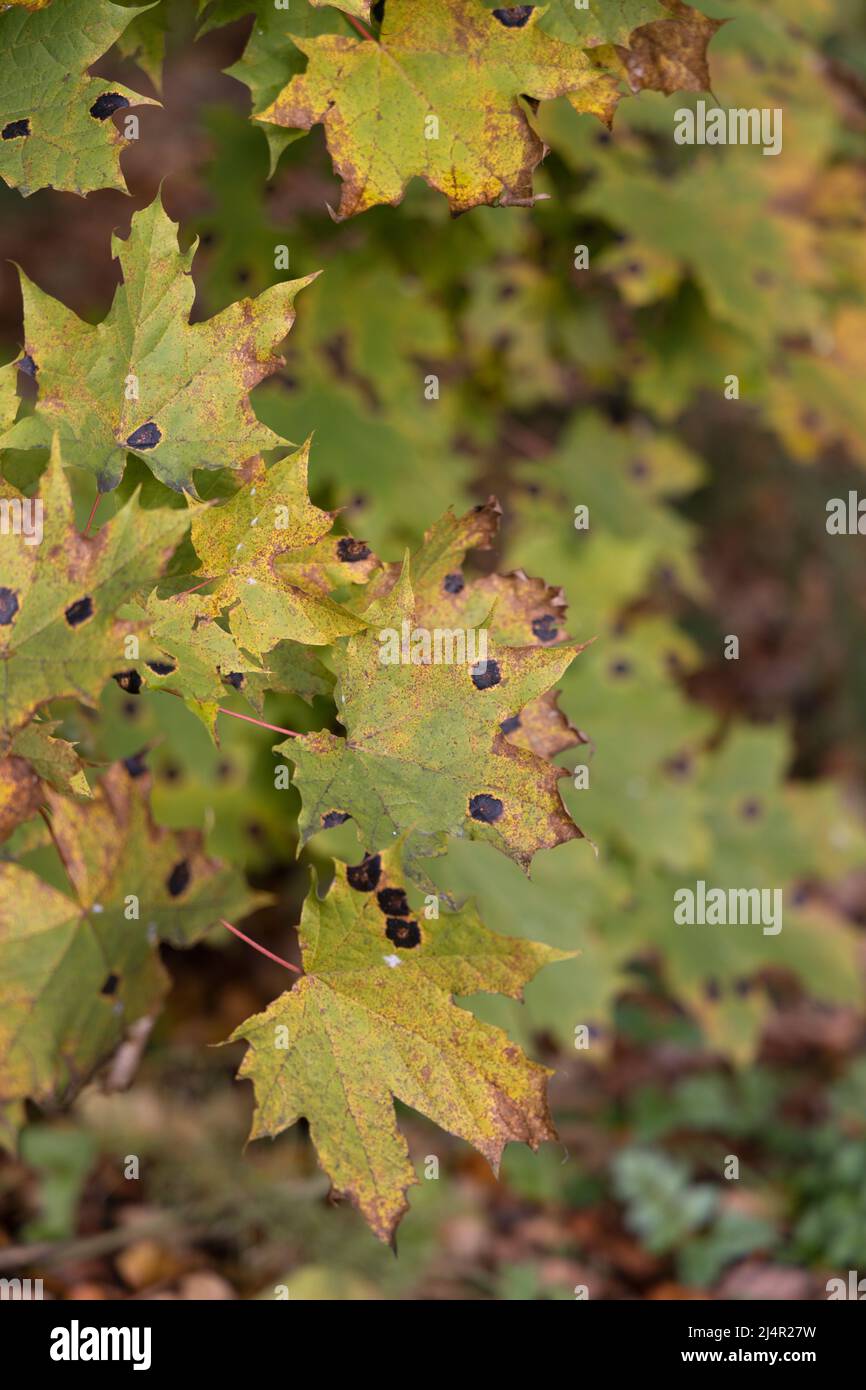 Mehrere Ahornblätter, die mit einem Pflanzenpathogen infiziert sind, auf einem unscharfen natürlichen Hintergrund Stockfoto
