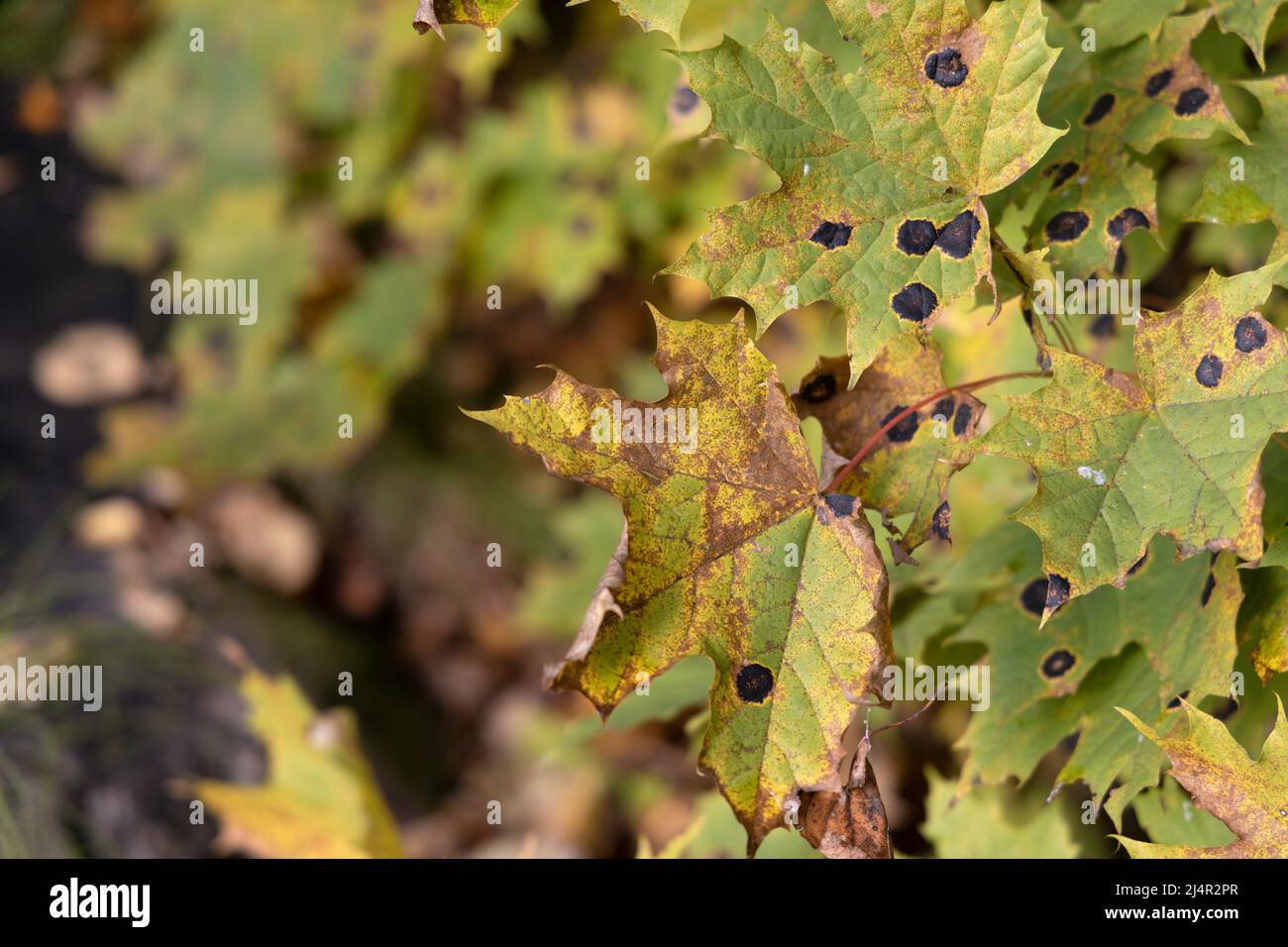 Hässliche Ahornblätter mit einem Pflanzenpilz infiziert auf der rechten Seite des Fotos und auf der linken Seite ein verschwommener Hintergrund Stockfoto