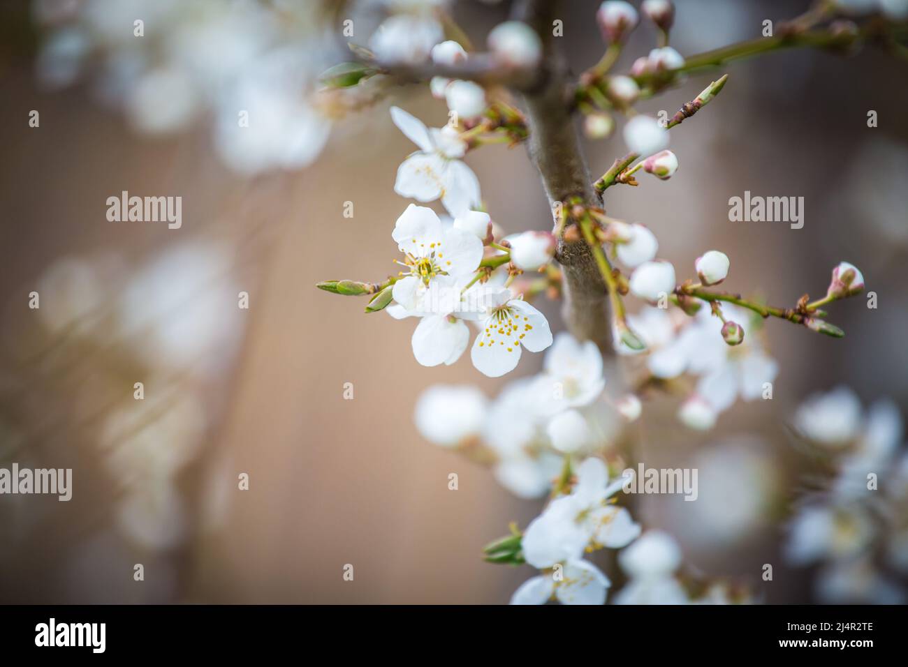 Weiß blüht im Frühling Stockfoto