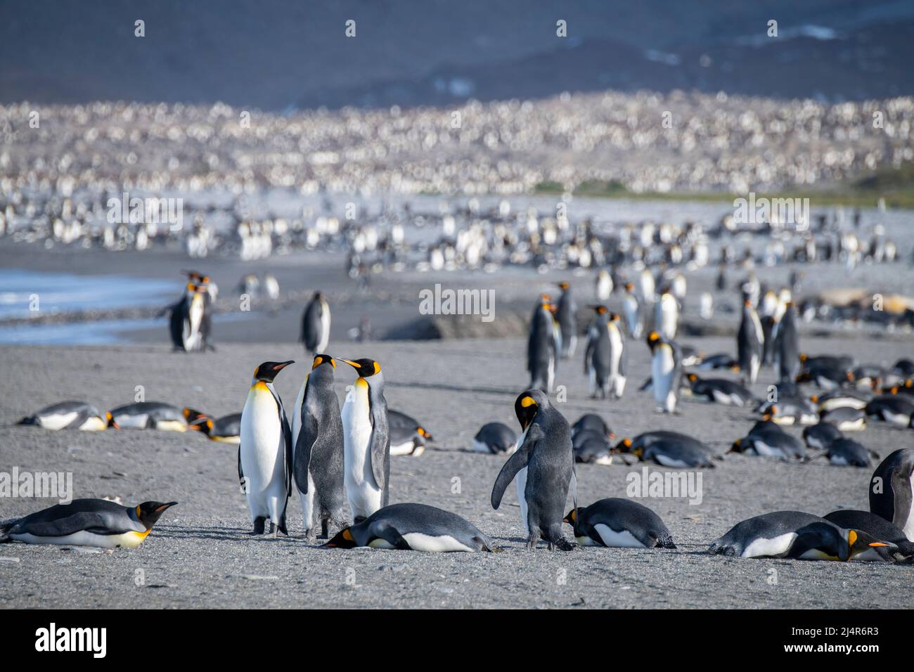 South Georgia, St. Andrew's Bay. Königspinguine (Aptenodytes patagonica) mit dicht besiedelter Pinguinkolonie in der Ferne entlang der malerischen Küste. Stockfoto