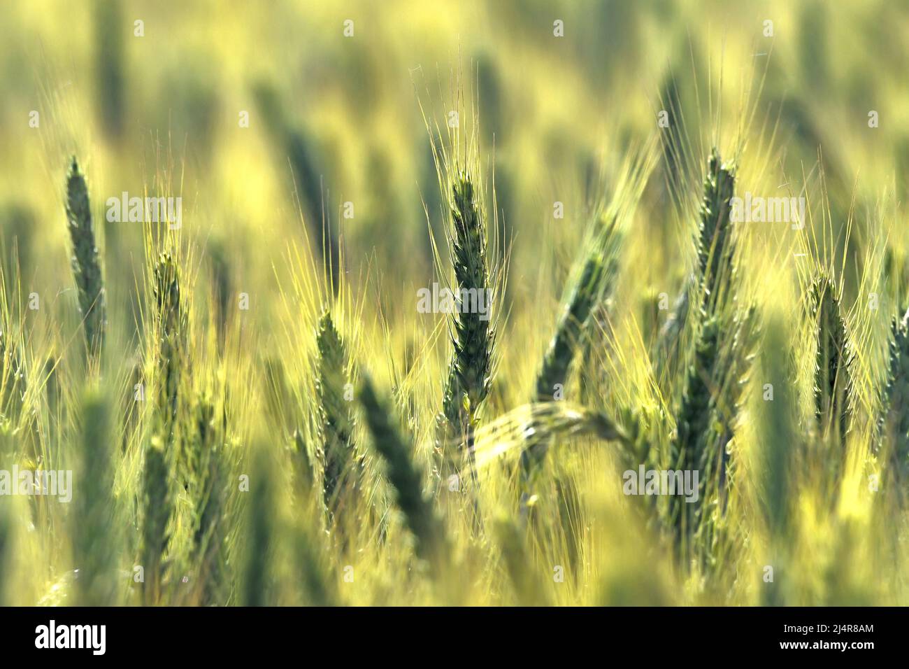 Weizen auf dem Feld - Nahaufnahme Stockfoto
