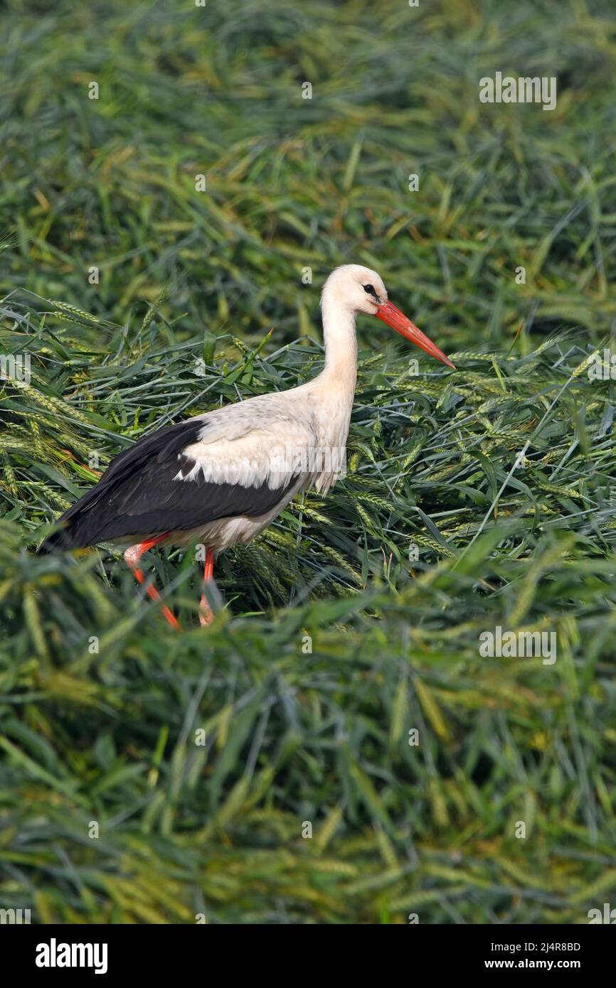 Weißstorch in einem frisch gepflügten Weizenfeld Stockfoto