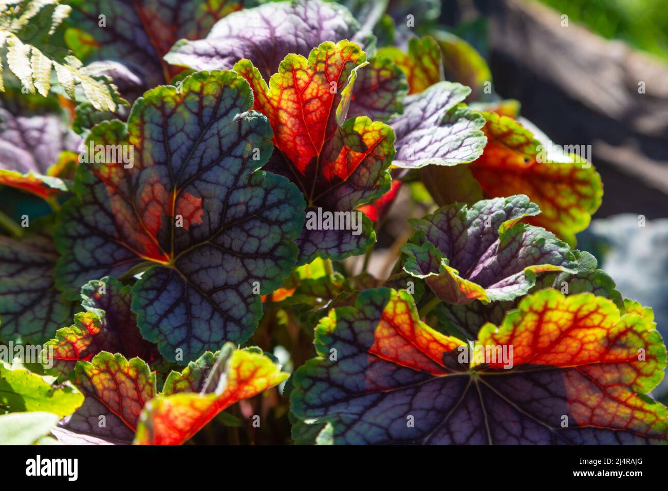 Heuchera grünes Gewürz, immergrün, britischer Garten Stockfoto