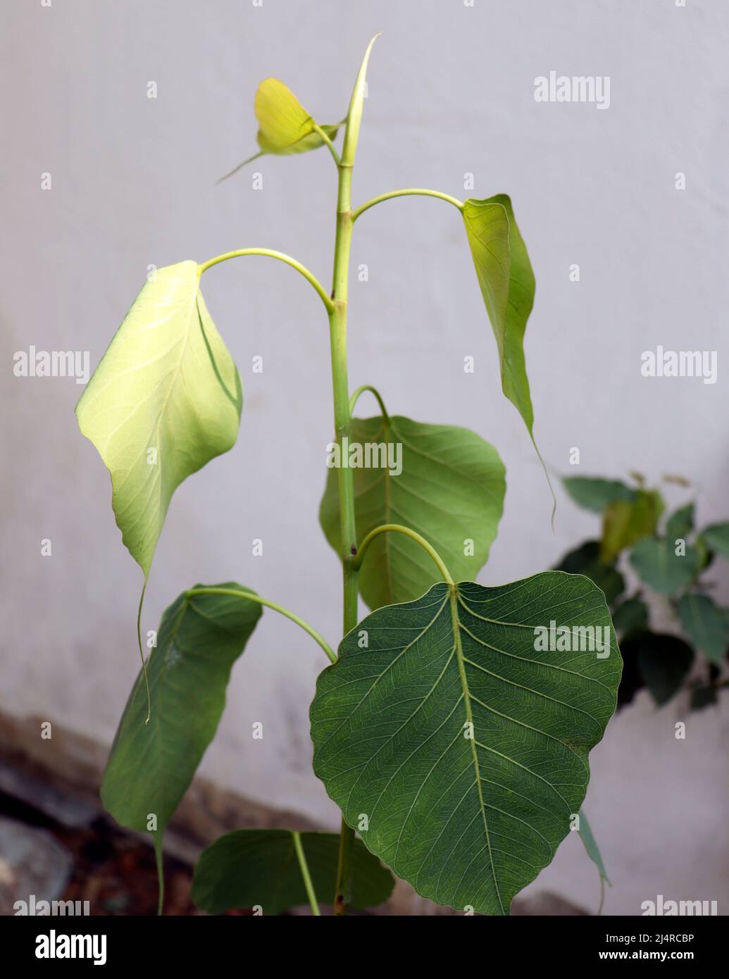 Pipal Tree (Ficus religiosa) Pflanzenblatt. Mit unscharfem Hintergrund Stockfoto