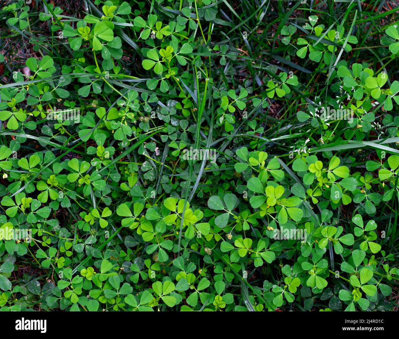Drei Blatt Kleeblatt im Frühjahr. Lucky Clover Porträt in seiner natürlichen Umgebung mit selektivem Fokus Stockfoto