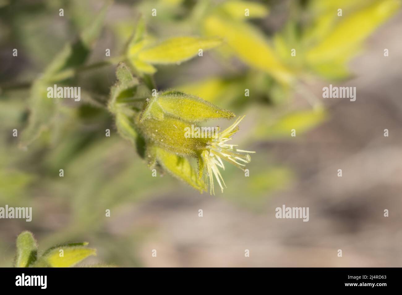 Grün blühende Zyme-Blütenstände von Silene parishii, Caryophyllaceae, native mehrjährige Laubkräuter in den San Bernardino Mountains, Sommer. Stockfoto