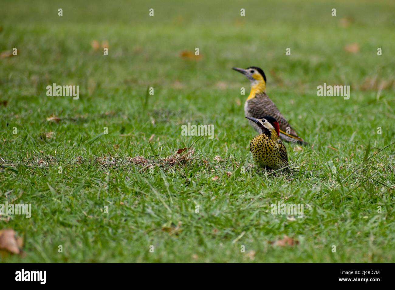 Grünbarkenspecht (Colaptes melanochloros) (vorne) und campo Flicker (Colaptes campestris) (hinten) auf dem Boden, gesehen in Buenos Aires Stockfoto