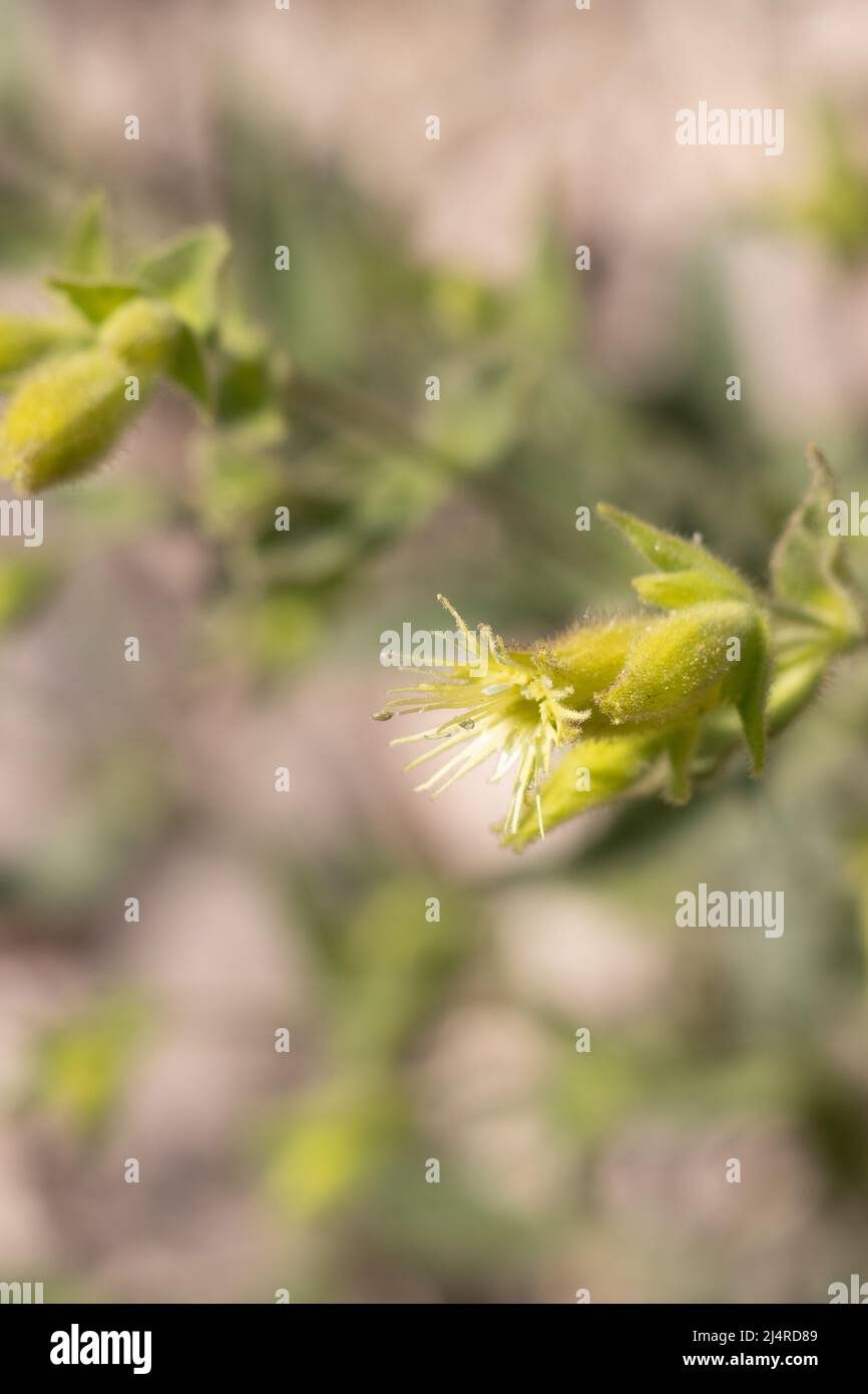 Grün blühende Zyme-Blütenstände von Silene parishii, Caryophyllaceae, native mehrjährige Laubkräuter in den San Bernardino Mountains, Sommer. Stockfoto