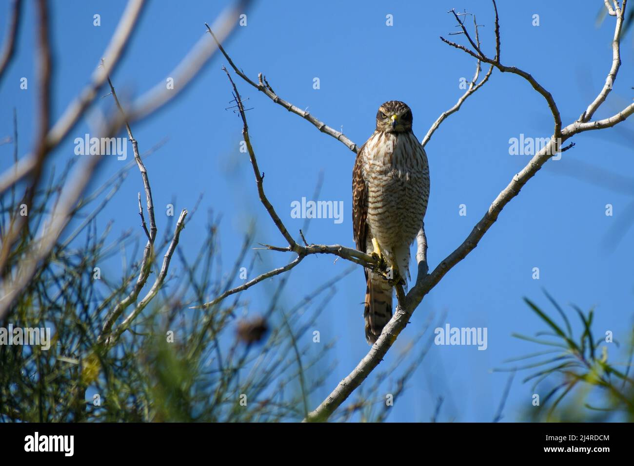 Mittelmässiger Straßenfalke (Rupornis magnirostris), der in einem Busch steht Stockfoto