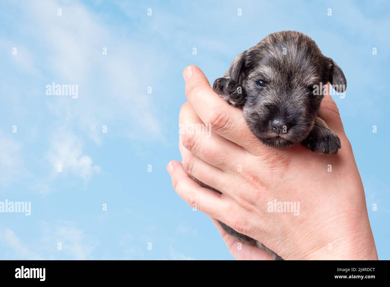 Ein kleiner neugeborener Welpe auf der Hand des Besitzers. Ein kleiner schwarzer Miniatur-Schnauzer-Welpe vor dem Hintergrund weißer Wolken am Himmel. Tierpflege. Nation Stockfoto