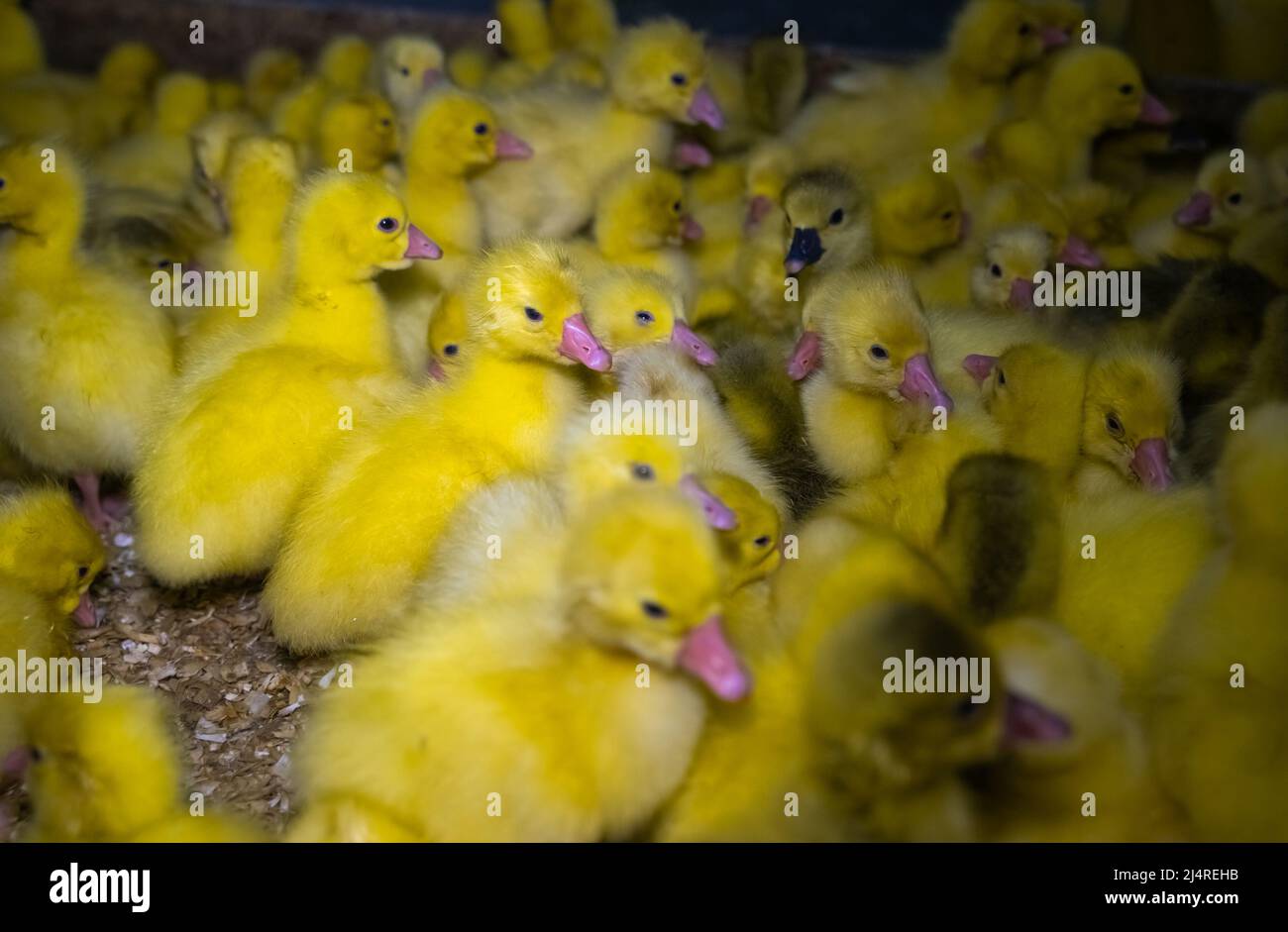 Kleine gelbe Gänse auf einer Vogelfarm. Süße flauschige Gänseküken. Nutztiere. Stockfoto