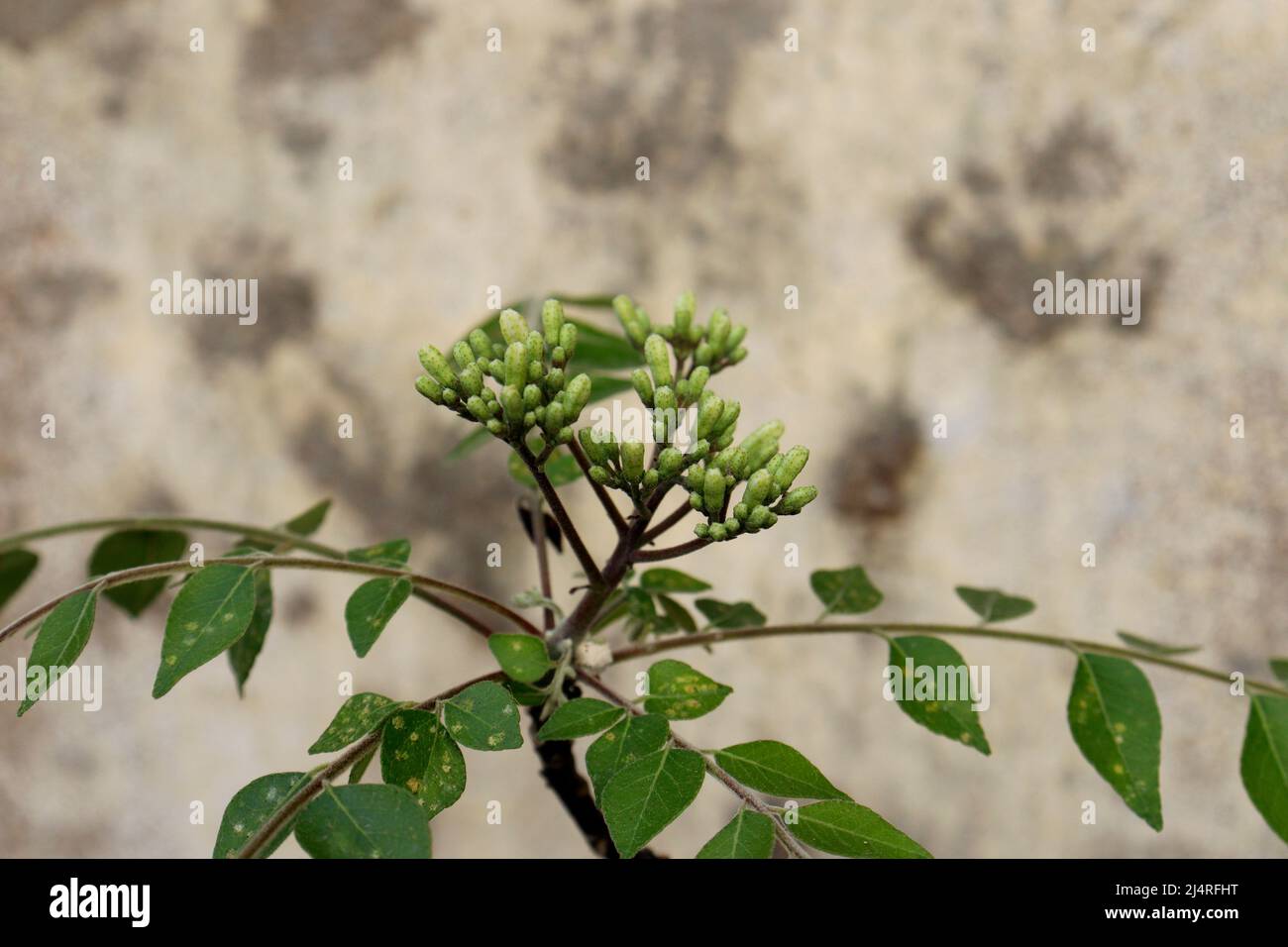 Blume mit verwacklungsunscharfem Hintergrund Stockfoto