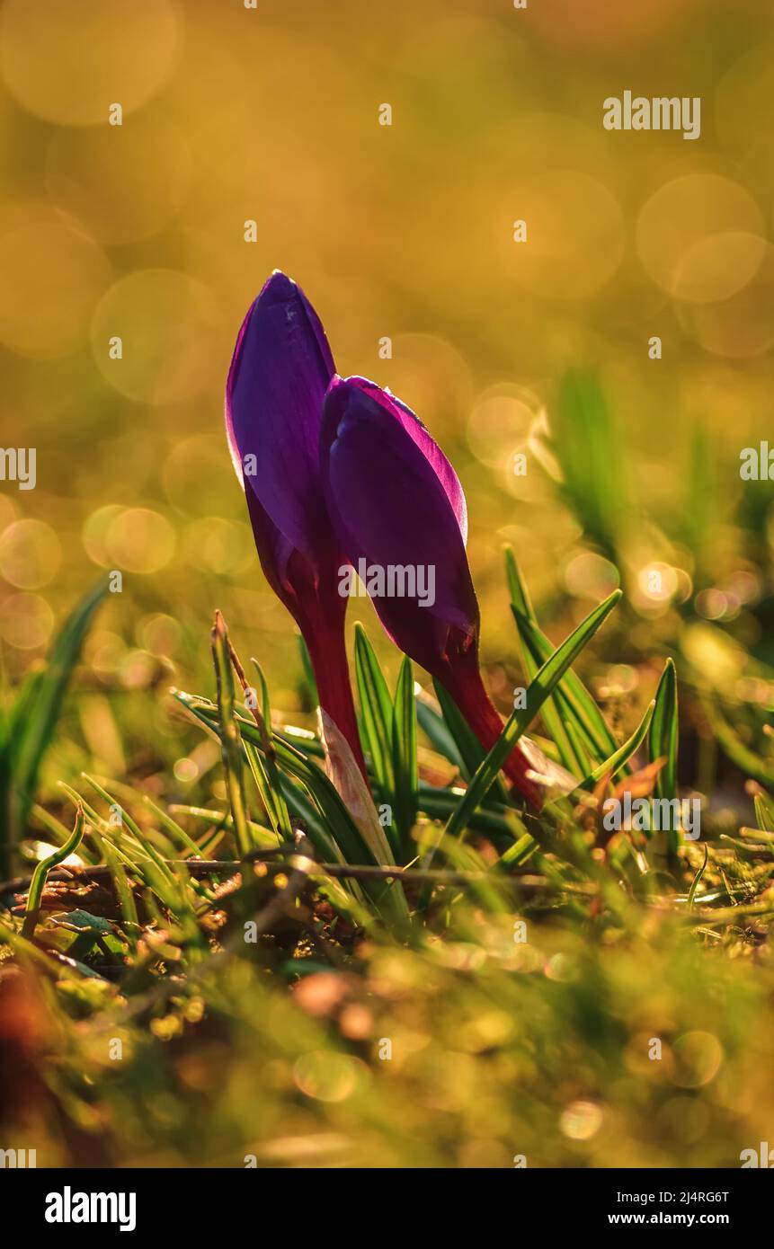 Farbenfrohe Naturszene mit Blumen. Schöne Krokusse auf einer grünen Lichtung, um den Frühling zu begrüßen. Foto in geringer Schärfentiefe. Stockfoto
