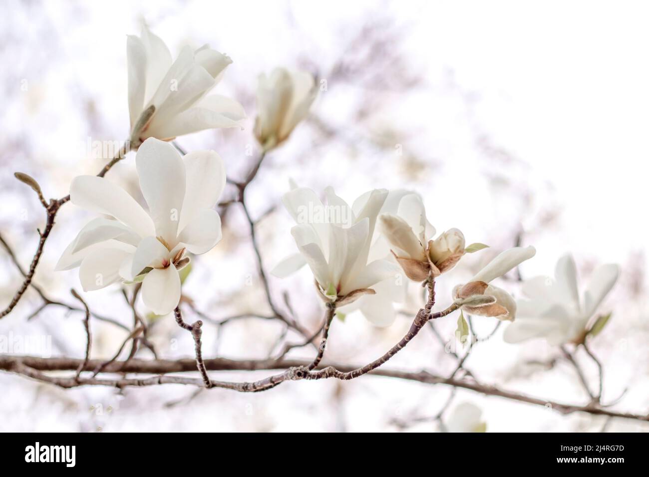 Schöne weiße Magnolienbaumblumen Frühling Tag aus nächster Nähe Stockfoto
