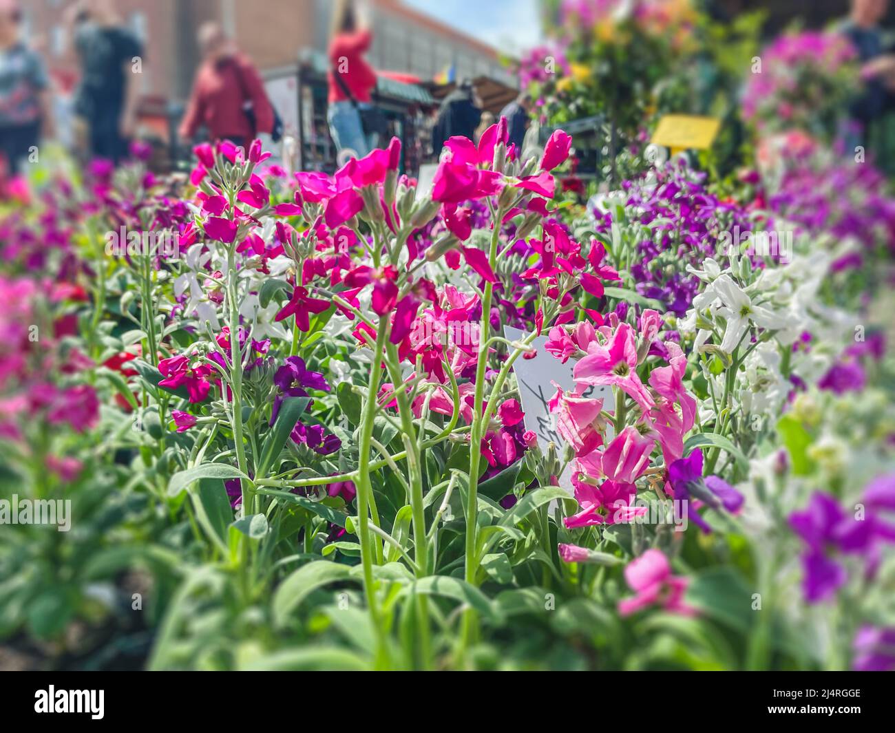 Frühlingsblumenmarkt Frühlingsblumen produzieren bunten Blumenmarkt Stockfoto