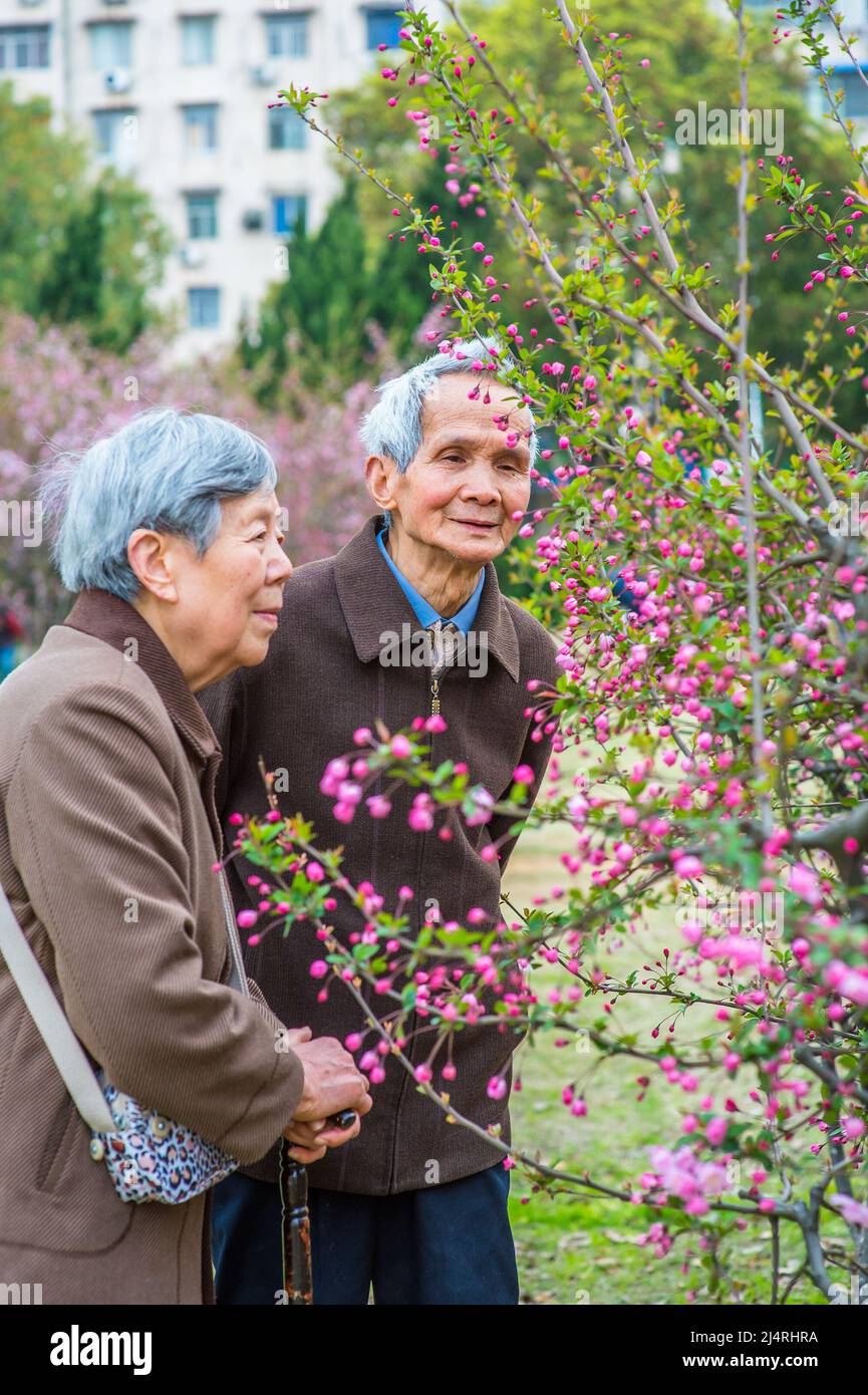 Ältere Frau und Mann betrachten und bewundern Blumen. Ein Seniorenpaar, 80 Jahre alt, genießt es, an einem Frühlingstag rosa Kirschblüten zu beobachten. Stockfoto