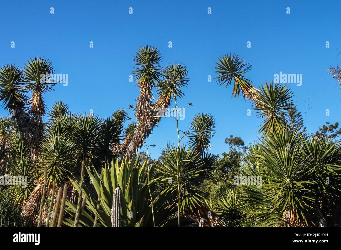 Verschiedene Wüstenpflanzen, darunter joshua-Bäume mit hohem Gummibaum im Hintergrund vor einem sehr blauen Himmel Stockfoto