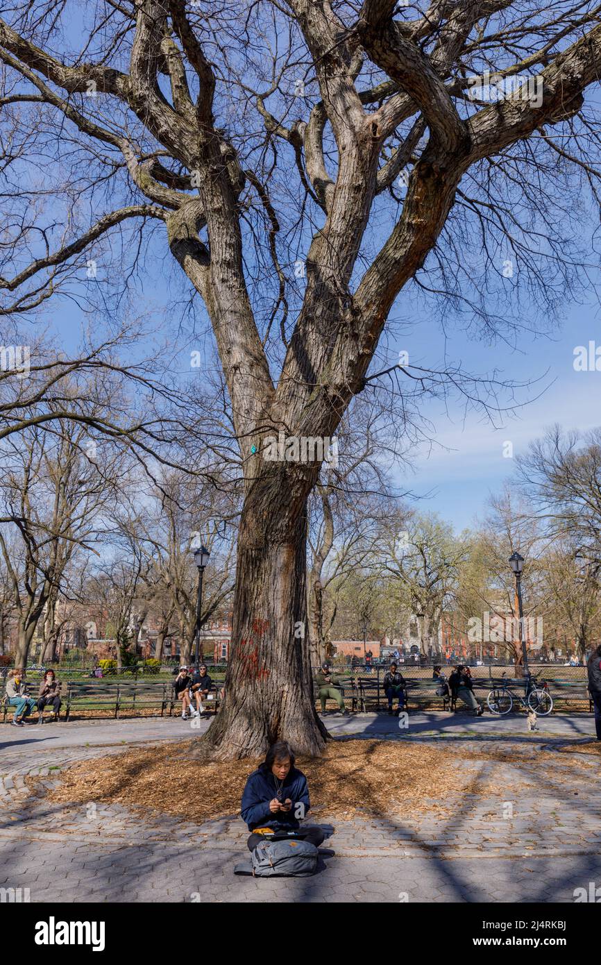 Hare Krishna Ulme, Ort des ersten Chantens außerhalb Indiens, Tompkins Square Park, East Village, New York, NY, USA. Stockfoto