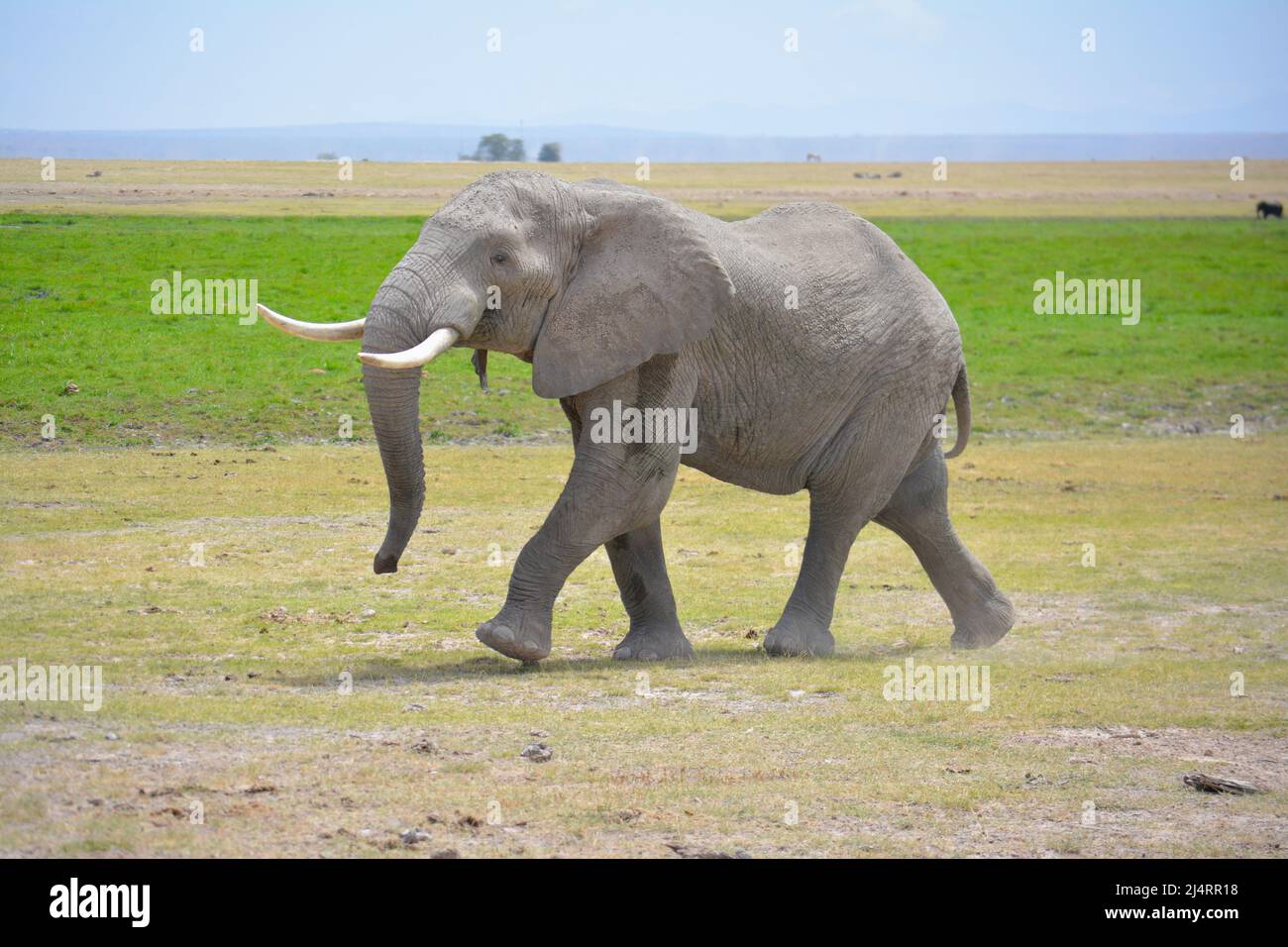 Happy Elephant Stockfoto