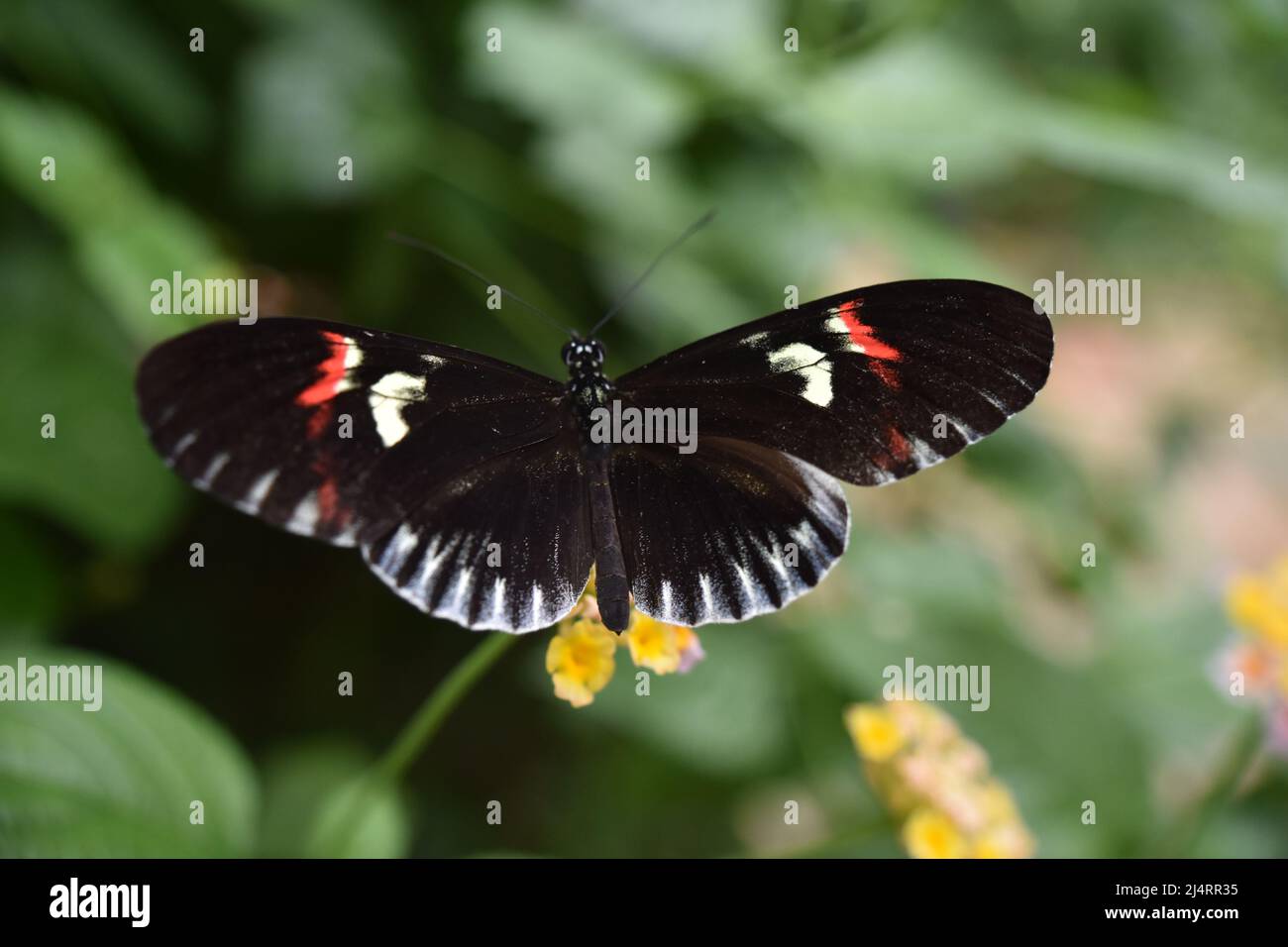 Schmetterling Stockfoto
