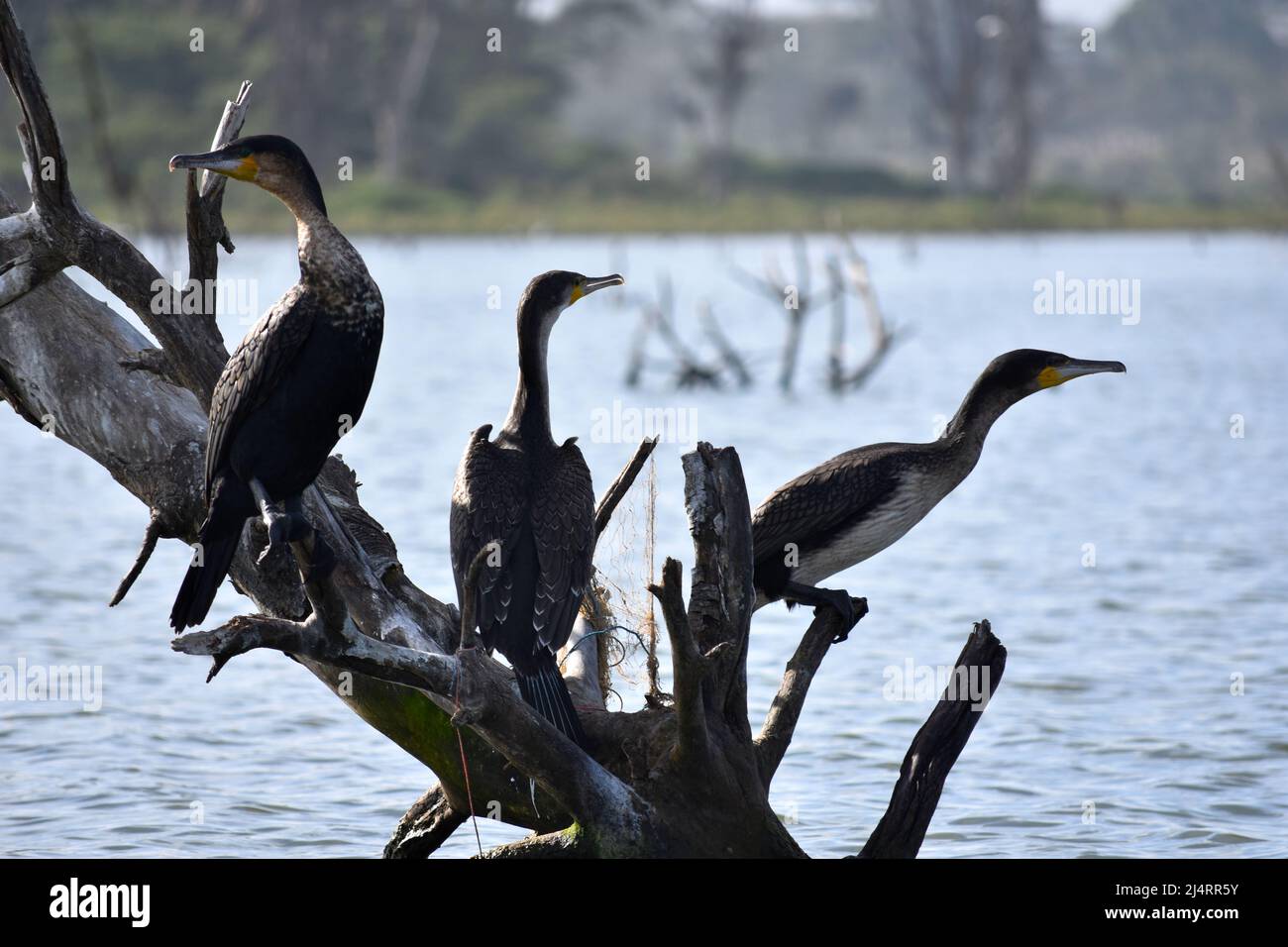 Kormorane, Kenia Stockfoto