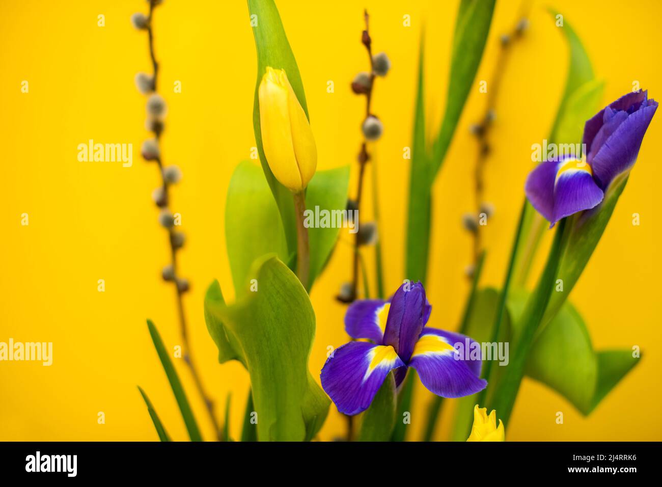 Eleganter Blumenfrühling, Osterkomposition aus Iris, Tulpen, Narzissen und Weidenzweigen auf einem Tisch, der sich bei Tageslicht an einer gelben Wand befindet Stockfoto