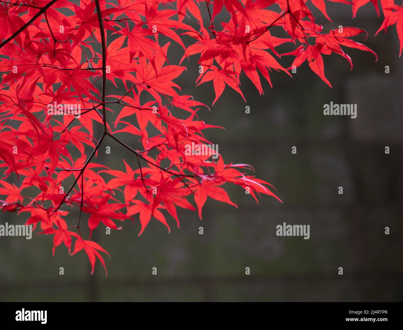 Japanischer Ahorn mit Herbstlaub im Pittock Mansion in Portland, Oregon. Fotografiert mit geringer Schärfentiefe. Stockfoto